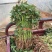 《商薯19苗》脱毒苗扩繁苗3000亩育苗基地。