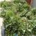 《商薯19苗》脱毒苗扩繁苗3000亩育苗基地。