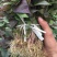 《商薯19苗》脱毒苗扩繁苗3000亩育苗基地。