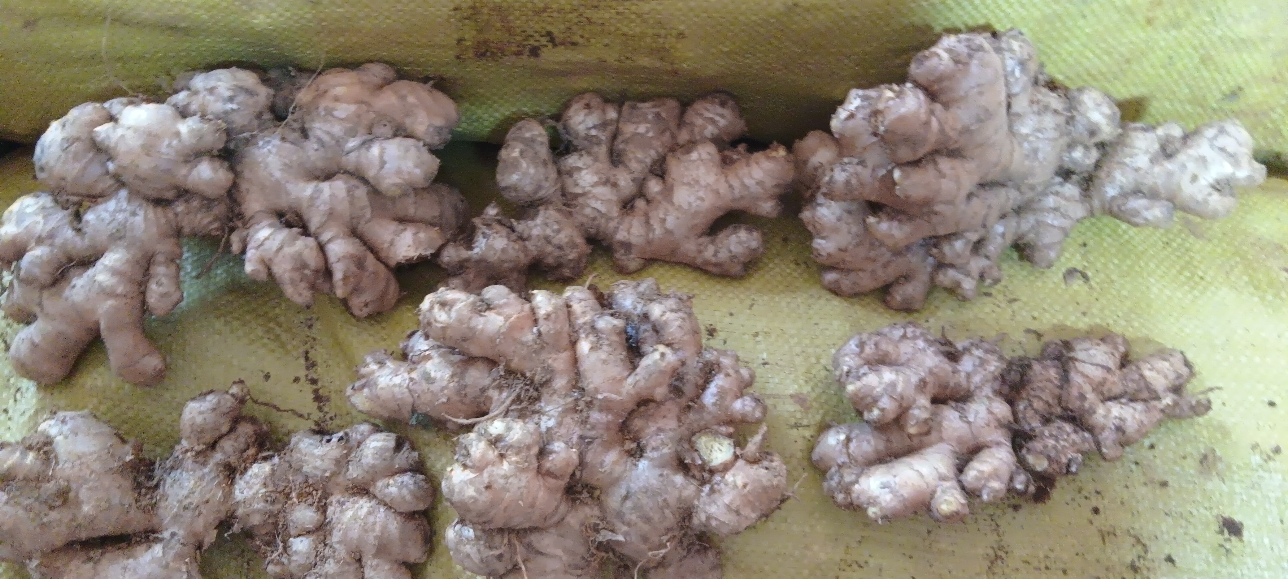 车前草与生姜的营养搭配