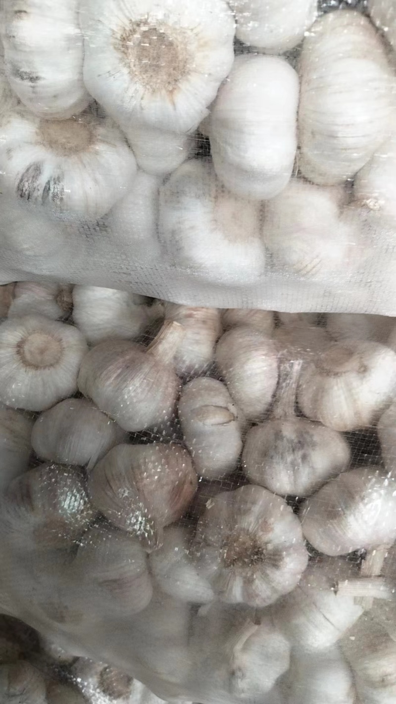大蒜，量大质优，价格优惠一手货源具体价格可电话商议