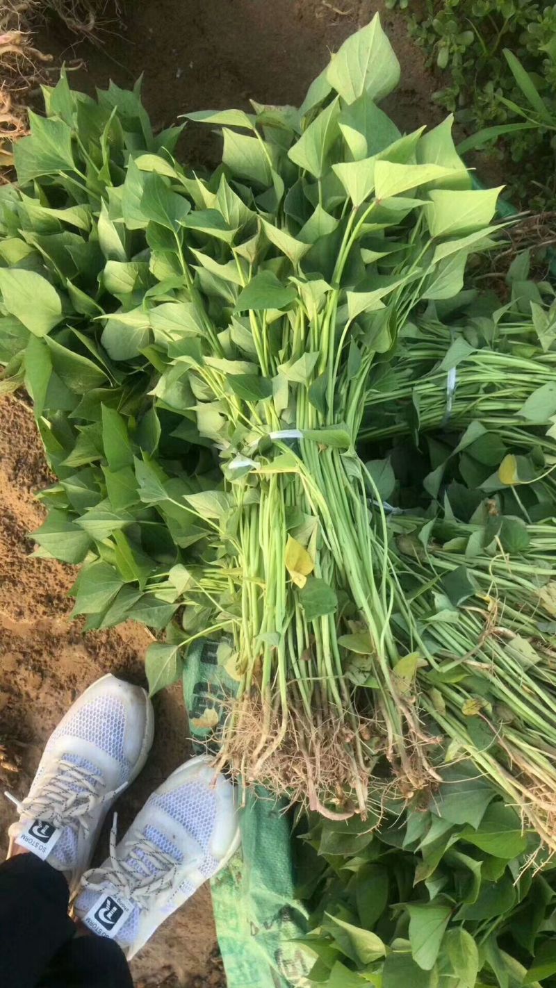 《济薯25红薯苗》各种脱毒红薯苗/小花叶，济薯/烟薯