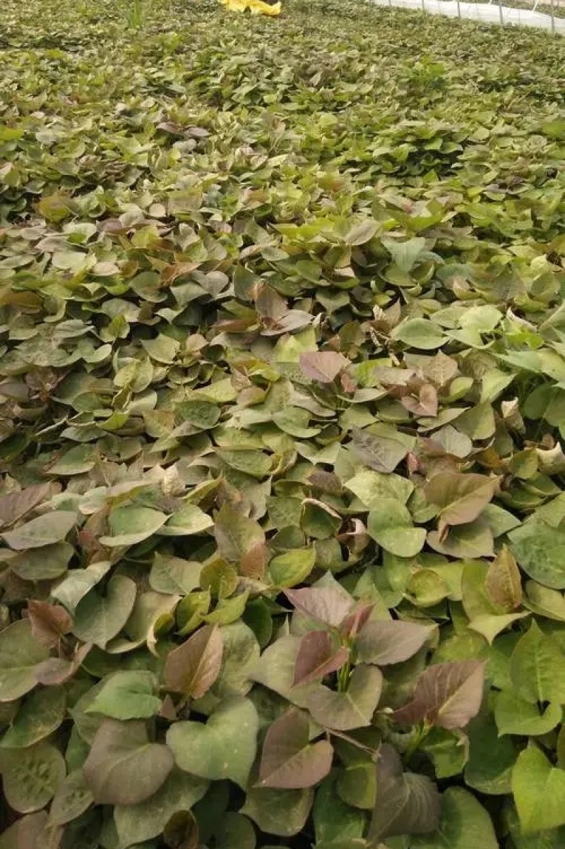 《济薯25红薯苗》各种脱毒红薯苗/小花叶，济薯/烟薯