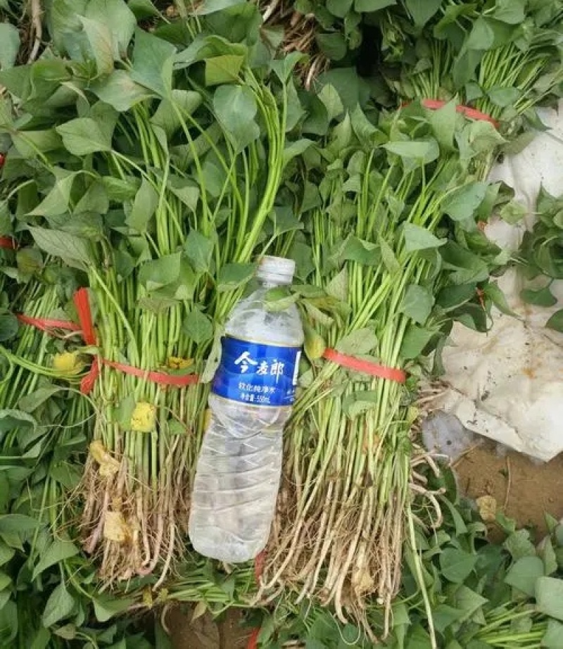 《济薯25红薯苗》各种脱毒红薯苗/小花叶，济薯/烟薯