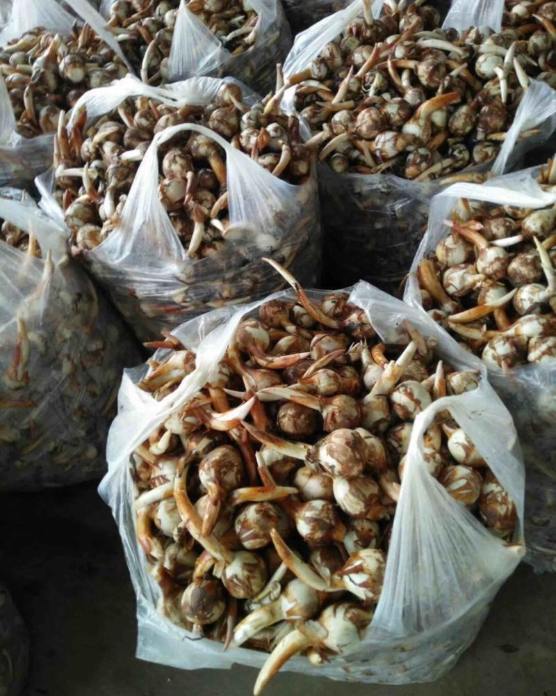 云南精品茨菇