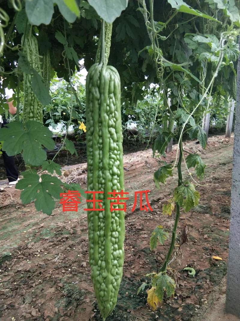 苦瓜苗，基地直发，量大从优