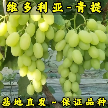 维多利亚葡萄苗（青提苗）品种纯真基地直发成活率高