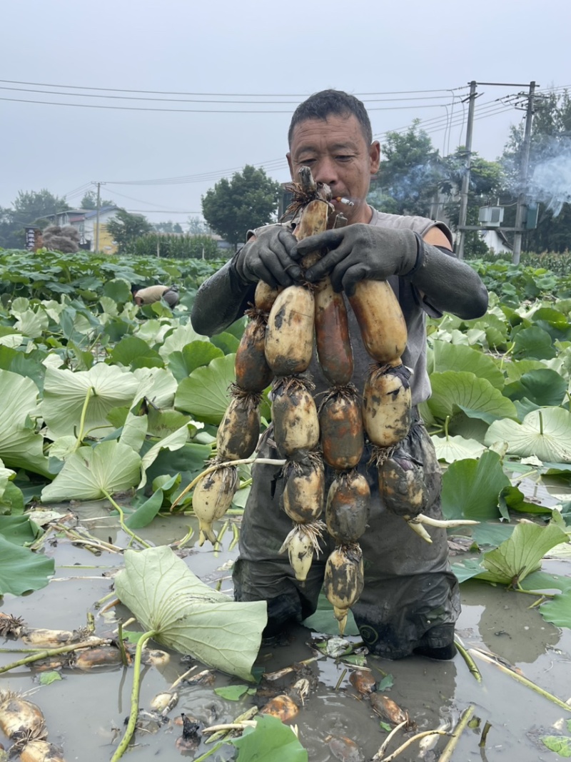 大白胖