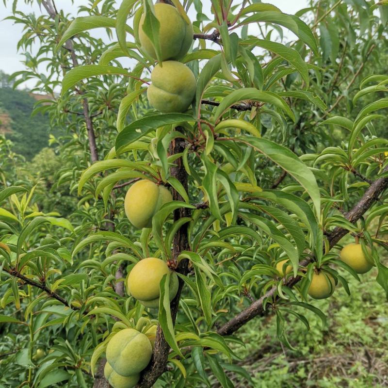 蜂糖李