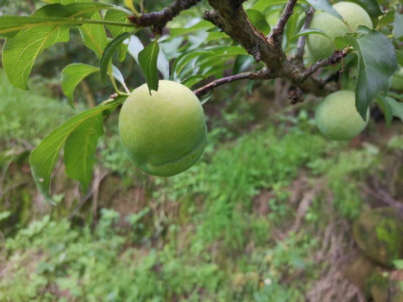 蜂糖李