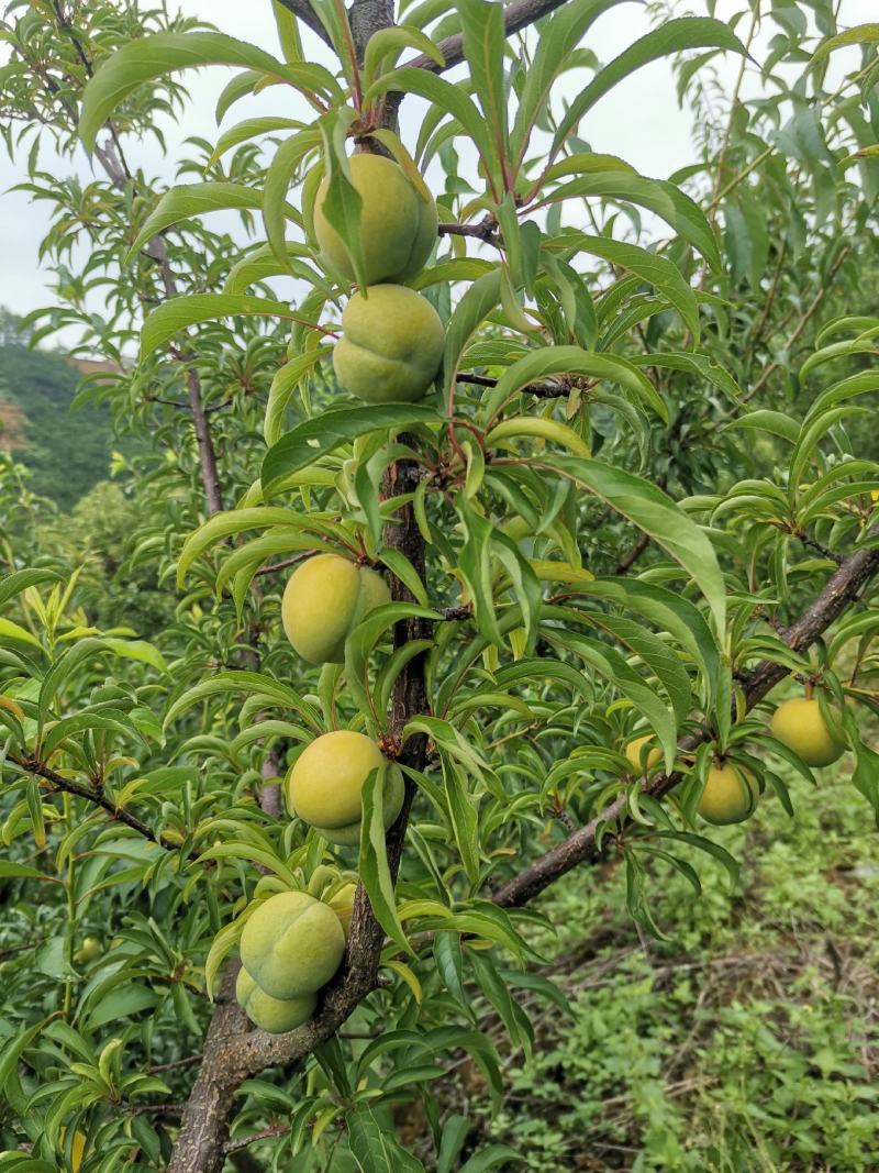 蜂糖李