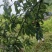 蜂糖李