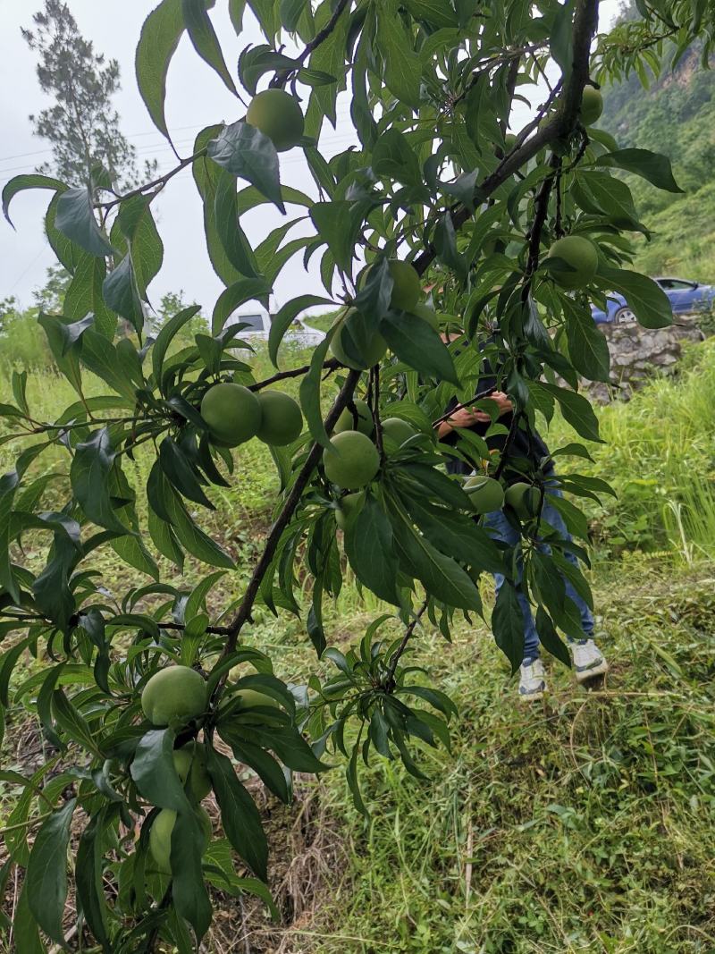 蜂糖李