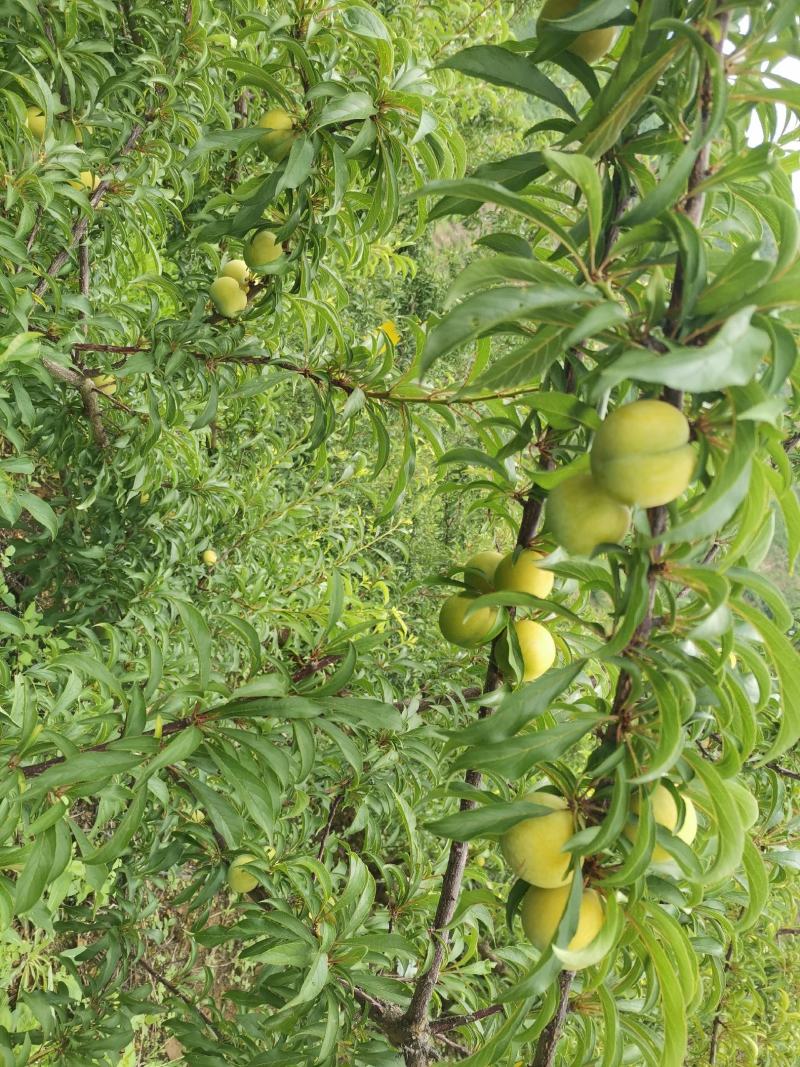 蜂糖李