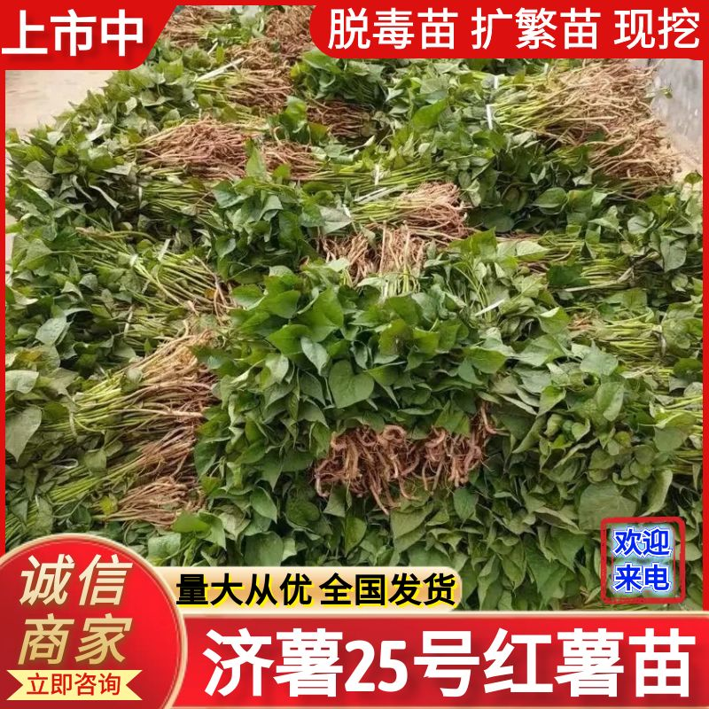 《济薯25红薯苗》各种脱毒红薯苗/小花叶，济薯/烟薯