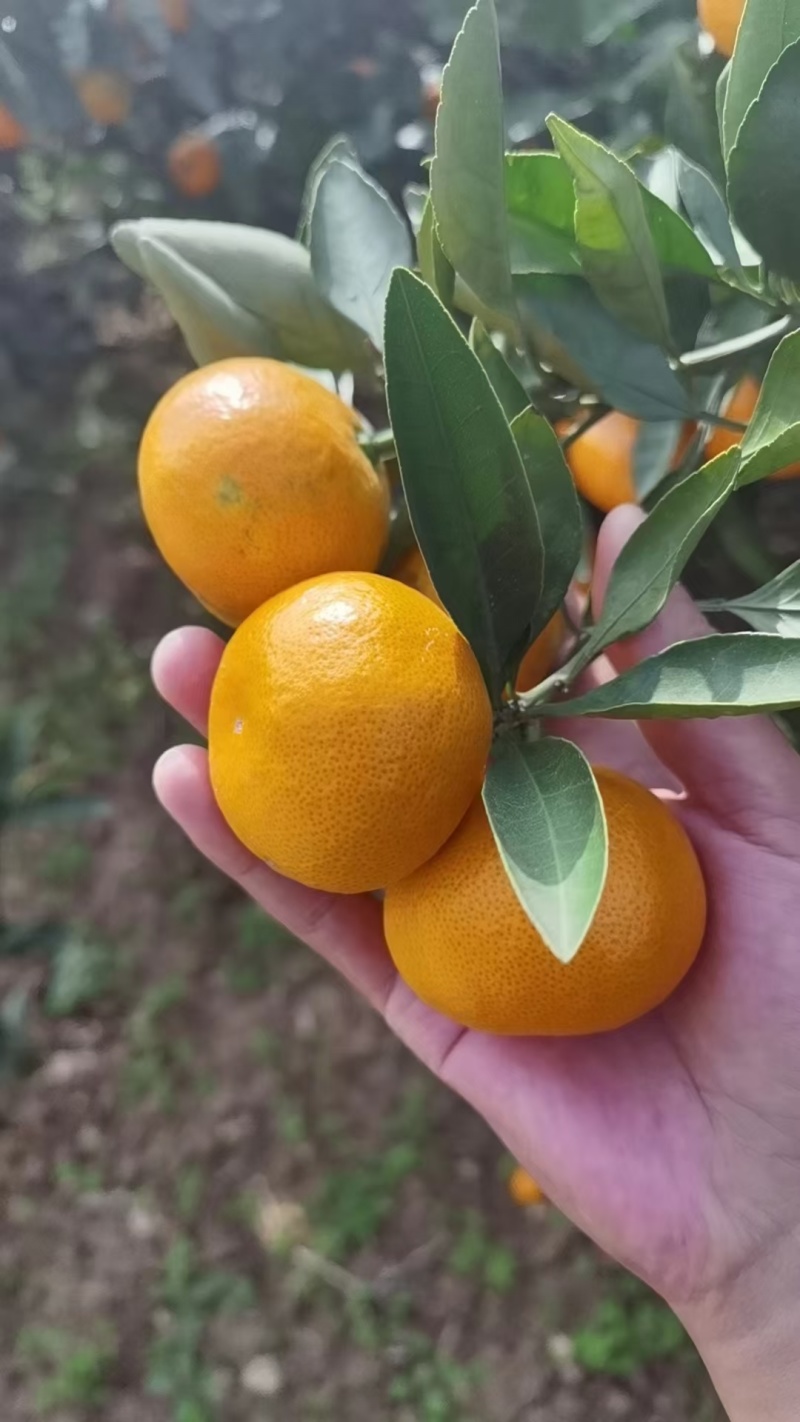 蜜橘特早蜜橘【早中晚】熟蜜橘大量供应地头鲜果采装上车