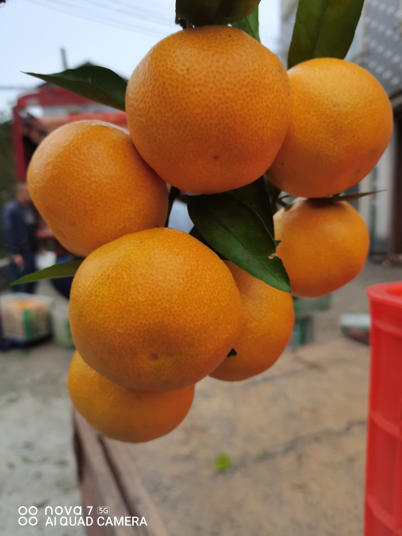 蜜橘特早蜜橘【早中晚】熟蜜橘大量供应地头鲜果采装上车