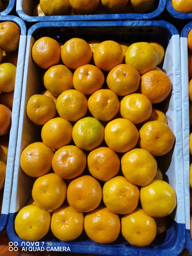 蜜橘特早蜜橘【早中晚】熟蜜橘大量供应地头鲜果采装上车