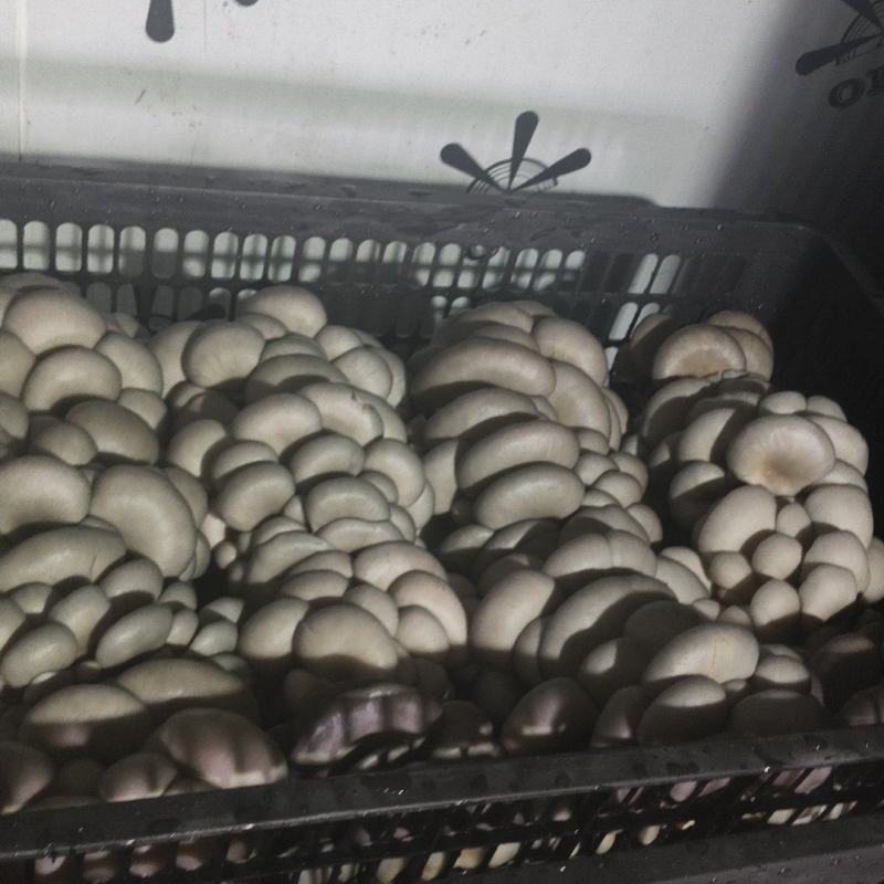 甘南反季节精品平菇，全国发货，量大从优