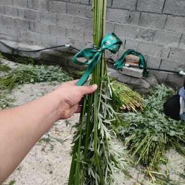 端午节艾草菖蒲