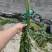 端午节艾草菖蒲