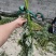 端午节艾草菖蒲