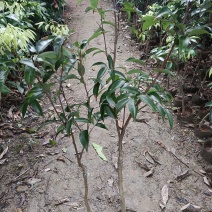 火山荔枝王（直接拍，回复不了信息）