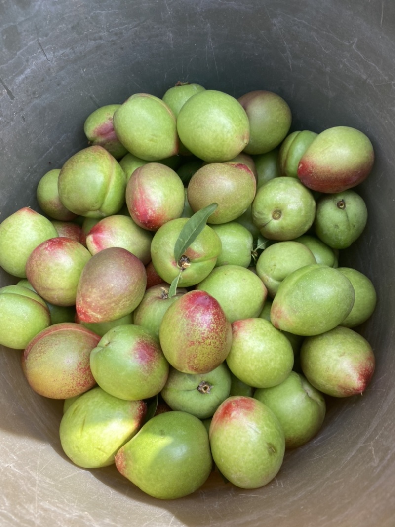 一点红中油5号青果