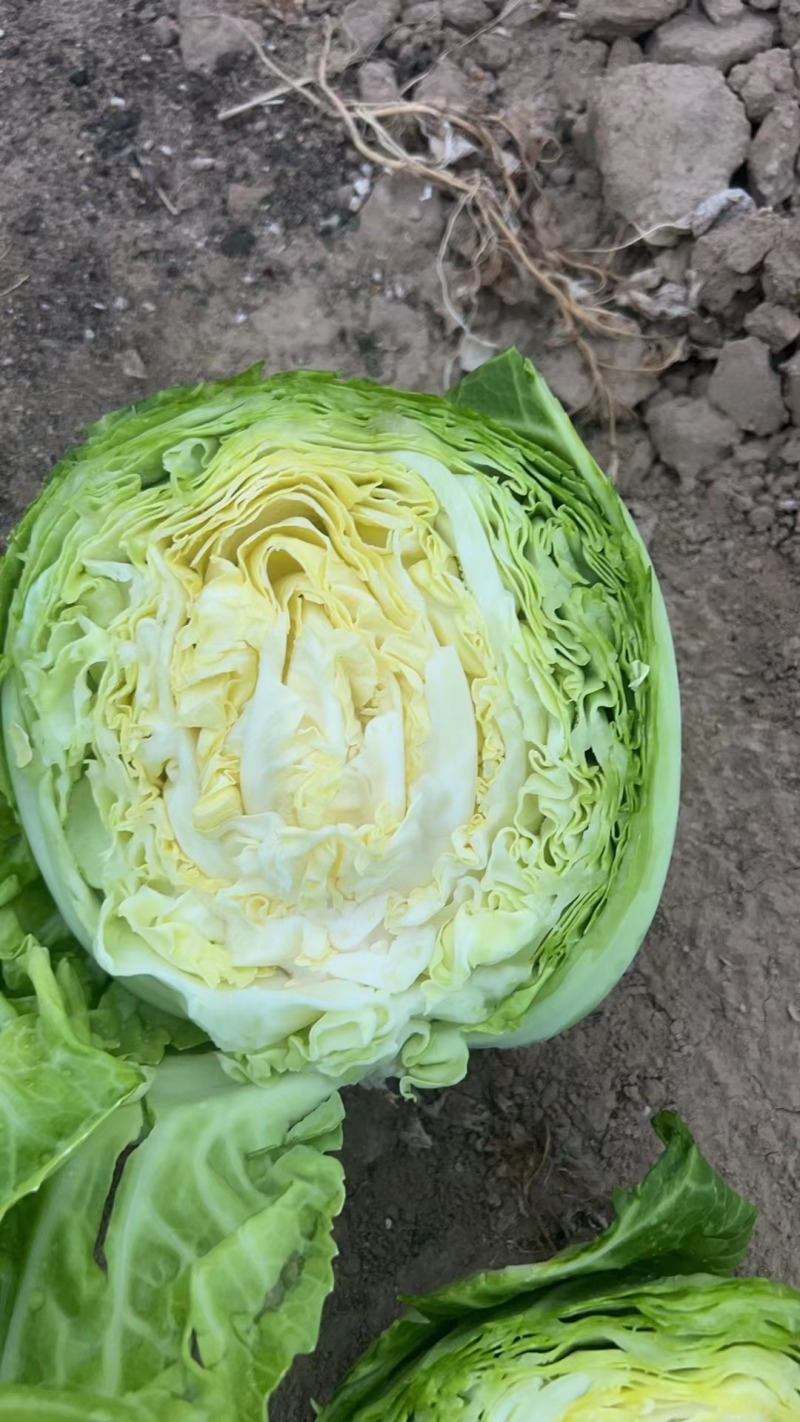 甘蓝大量上市