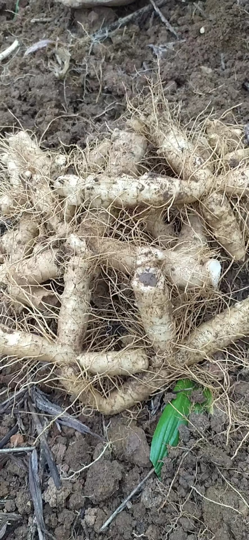 无硫熏·自然晒干·原色原味