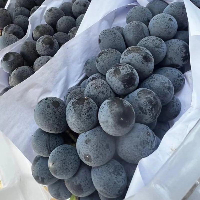 夏黑葡萄，精品夏黑产地直供种植面积大口感甜欢迎果商来电