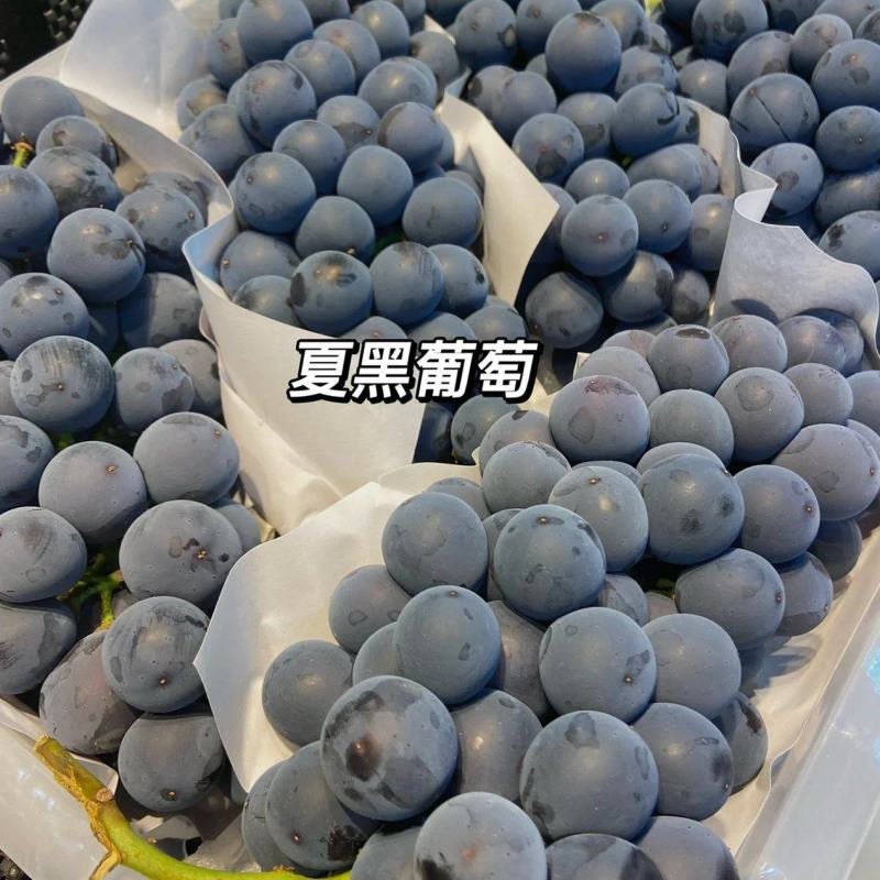 夏黑葡萄，精品夏黑产地直供种植面积大口感甜欢迎果商来电