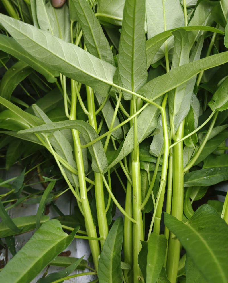 金堂空心菜，货期长，