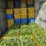 金堂空心菜，货期长，