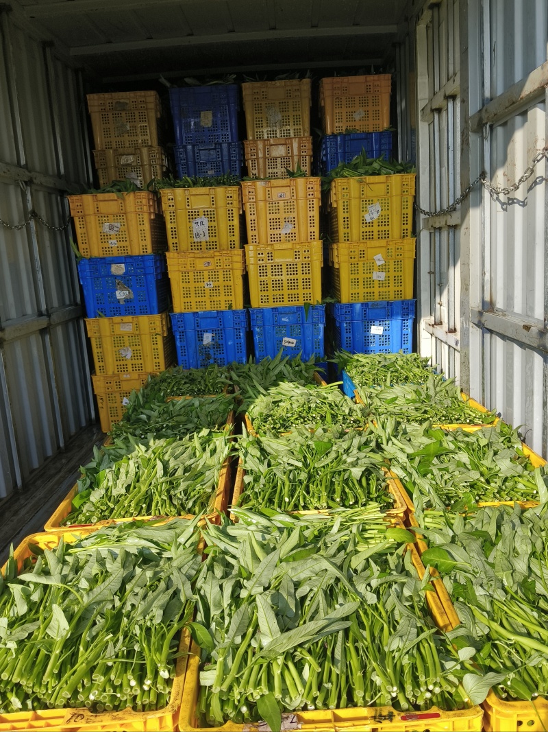 金堂空心菜，货期长，