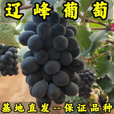 辽峰葡萄苗品种纯真基地直发根系发达成活率高