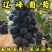 辽峰葡萄苗品种纯真基地直发根系发达成活率高