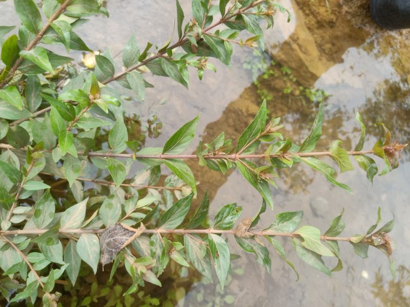 水杨梅根