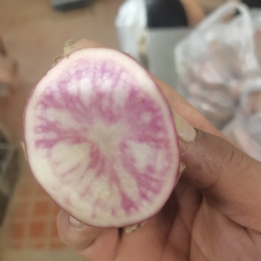 云南七彩土豆大量上市中。