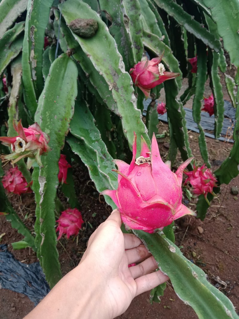 火龙果