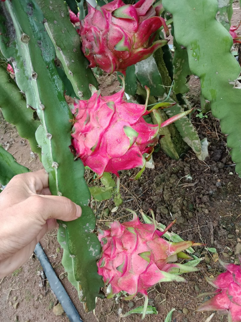 火龙果