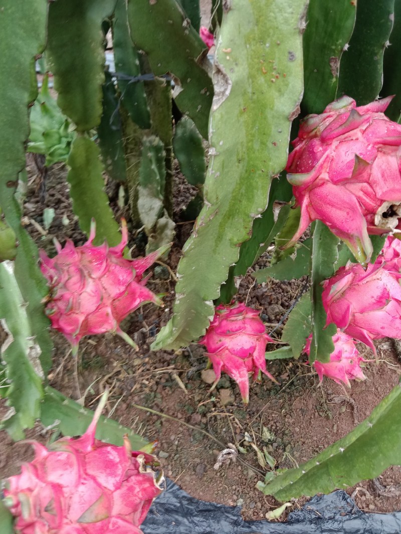 火龙果