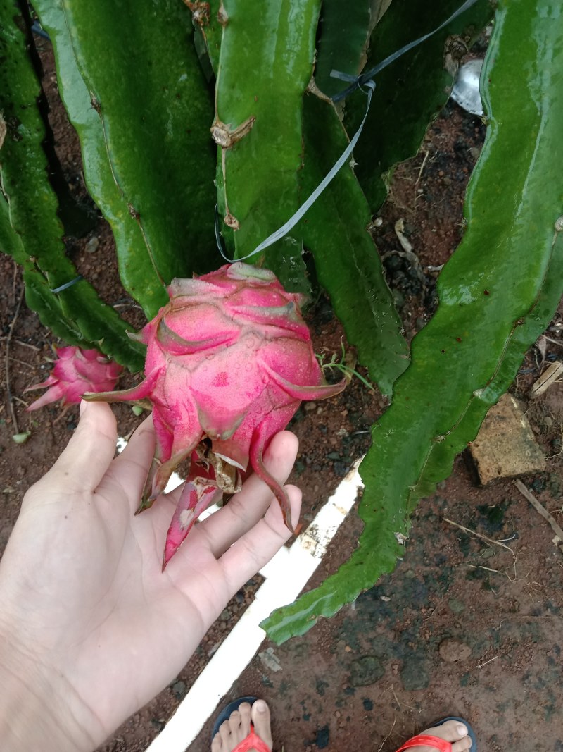 火龙果