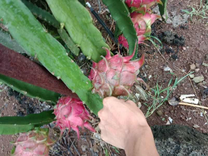 火龙果