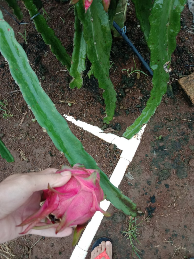 火龙果