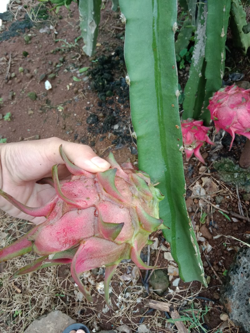 火龙果