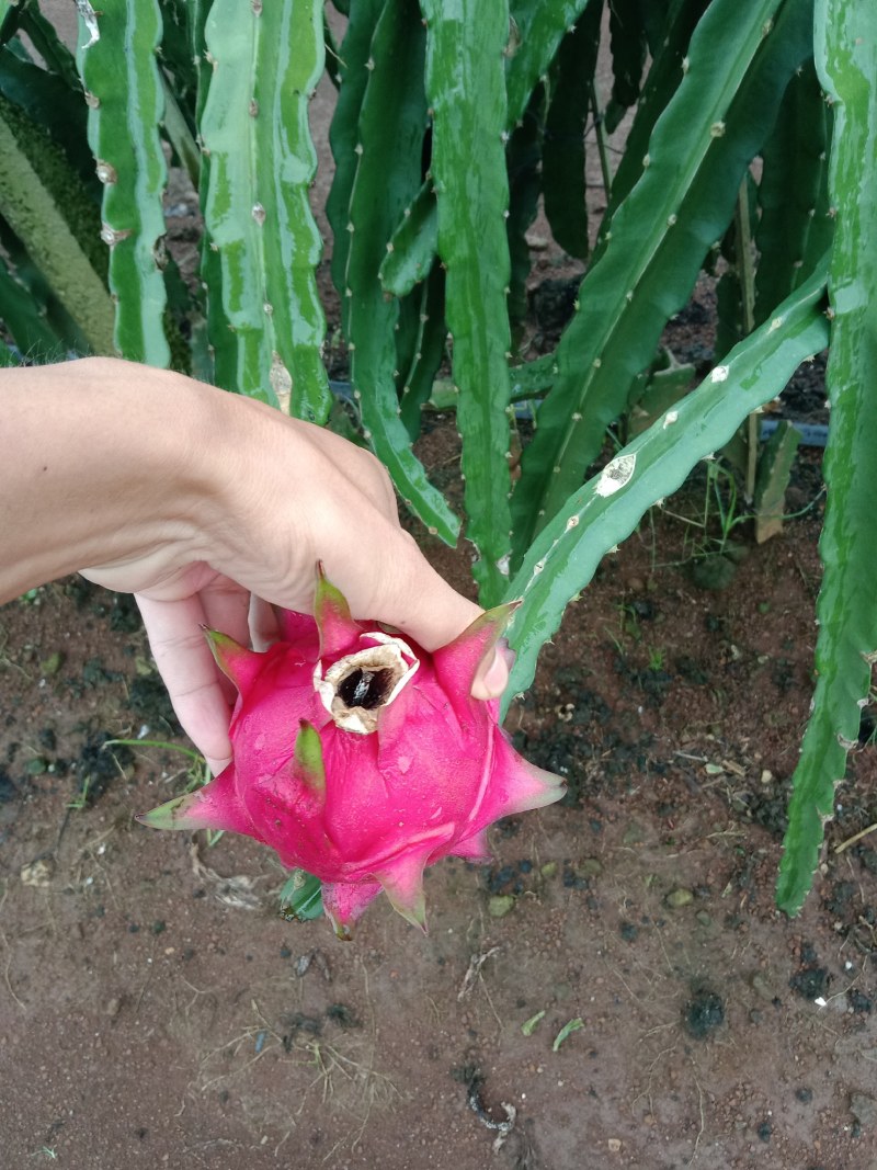 火龙果