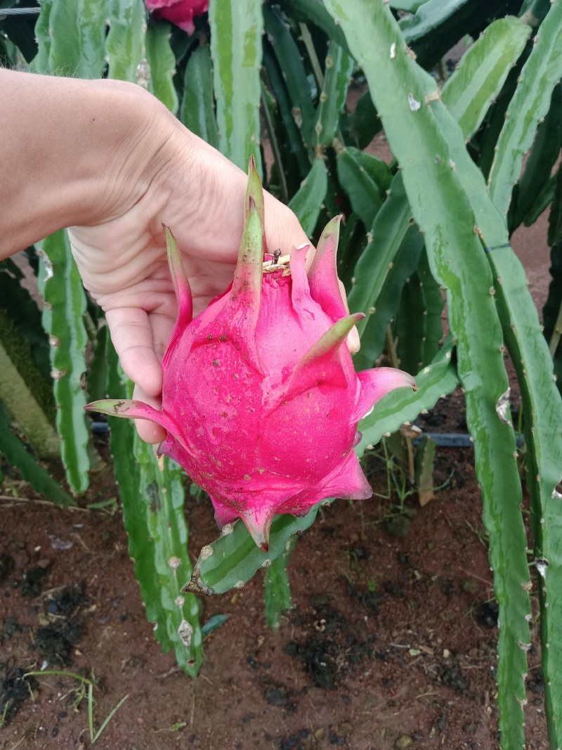 火龙果