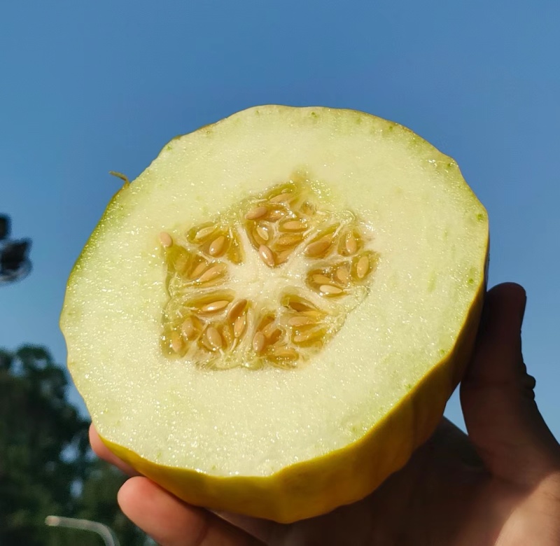 《丑八怪香瓜》皮薄肉厚，籽小瓤少，香甜爽脆，欢迎来电洽谈