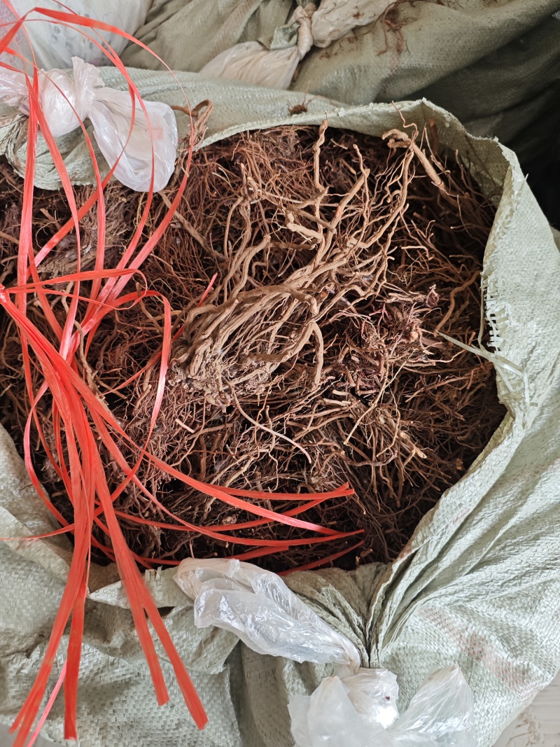 中药材，茜草鸿茅根野生茜草，大量供应野生茜草鸿茅根